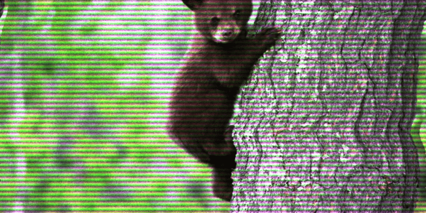 bear market nansen zurp 1inch aave